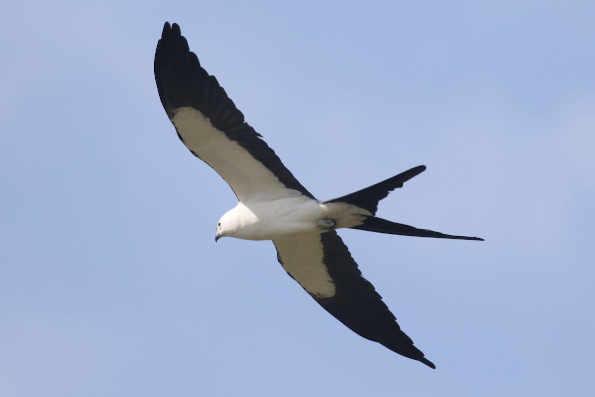 Swallow-tailed Kite - ML617270131
