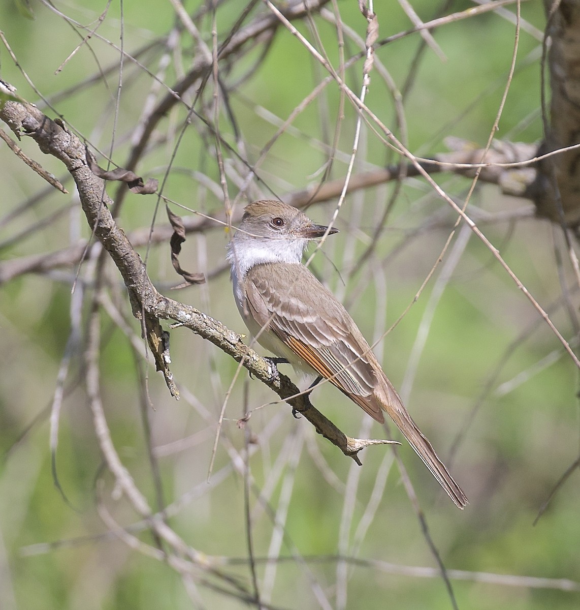 Ash-throated Flycatcher - Alison Hiers