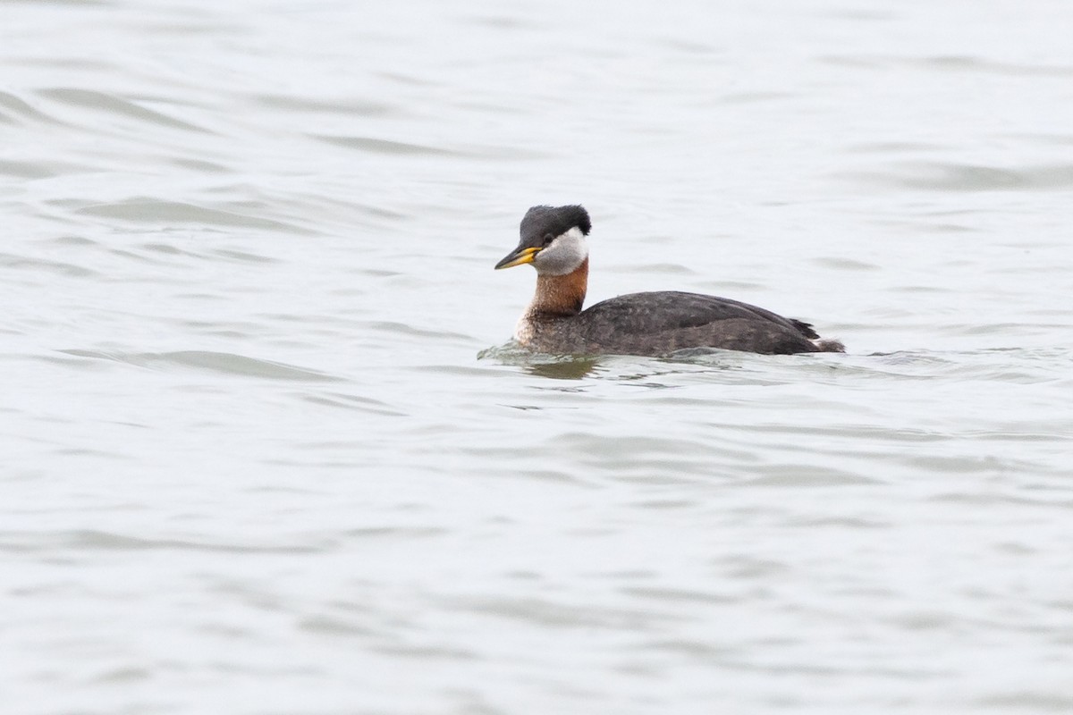 Red-necked Grebe - ML617270371