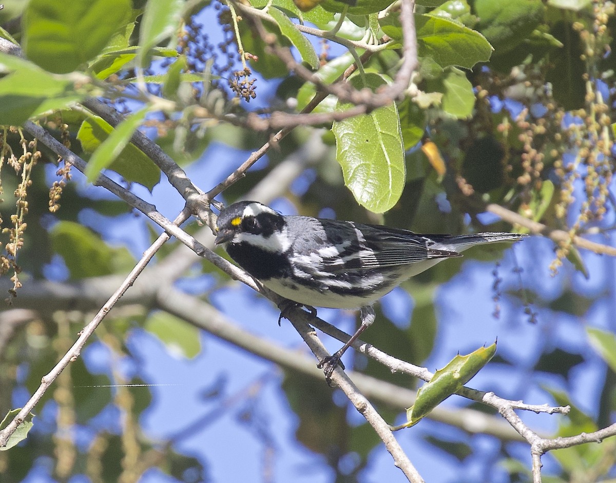 Black-throated Gray Warbler - ML617270409
