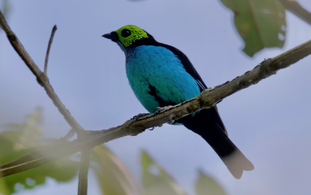 Paradise Tanager - ML617270413
