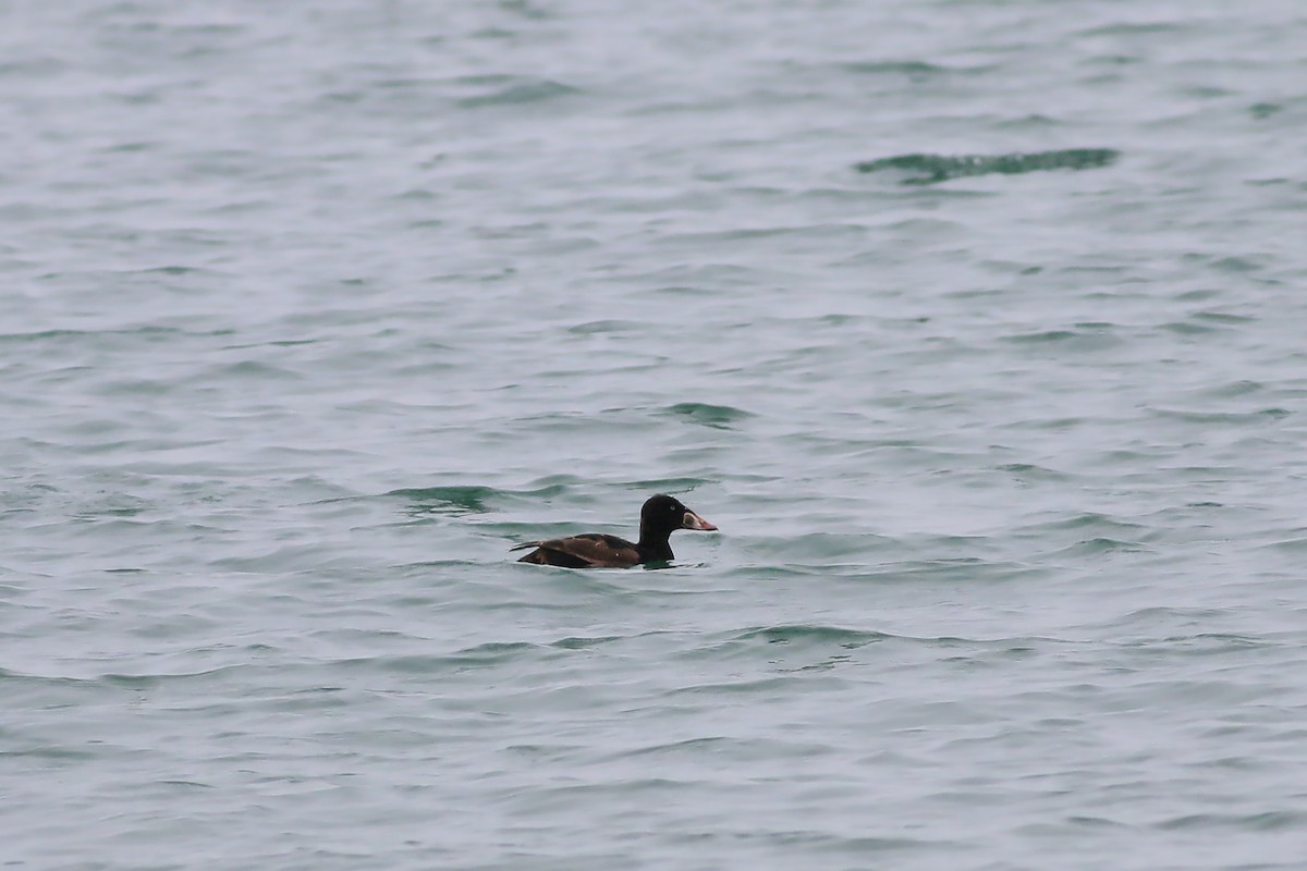 Surf Scoter - Jan Andersson