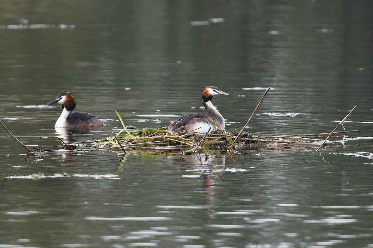 Great Crested Grebe - ML617270437