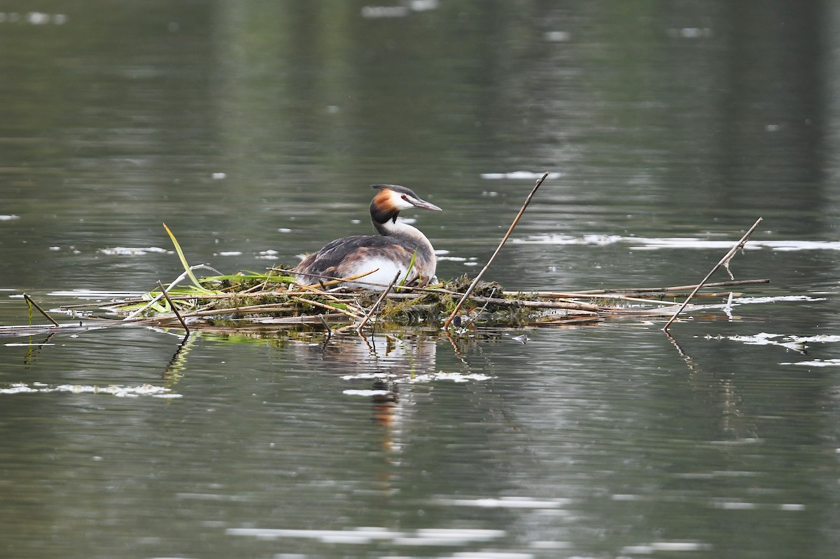 Great Crested Grebe - ML617270443
