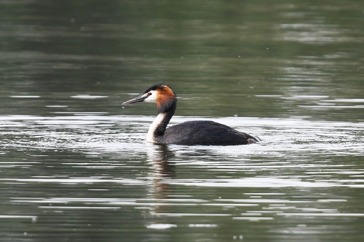 Great Crested Grebe - ML617270447