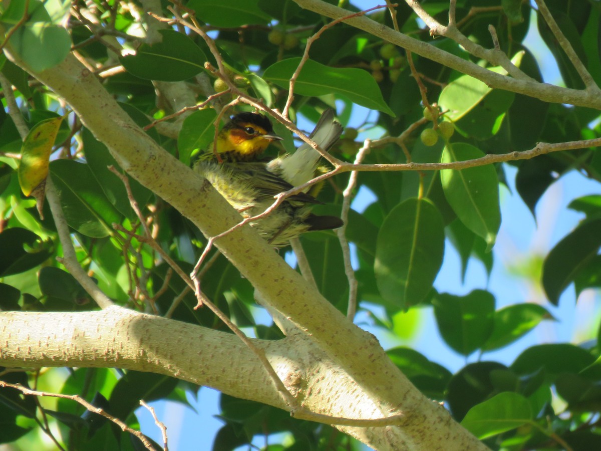 Cape May Warbler - ML617270451