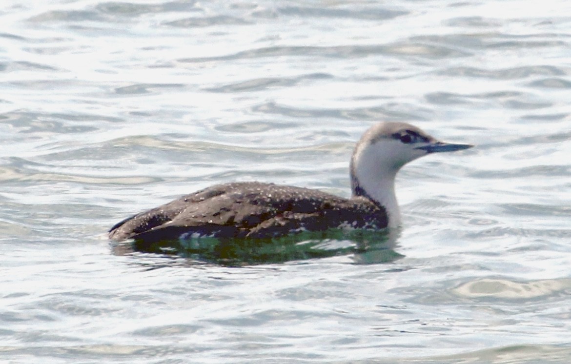 Red-throated Loon - Connie Haile
