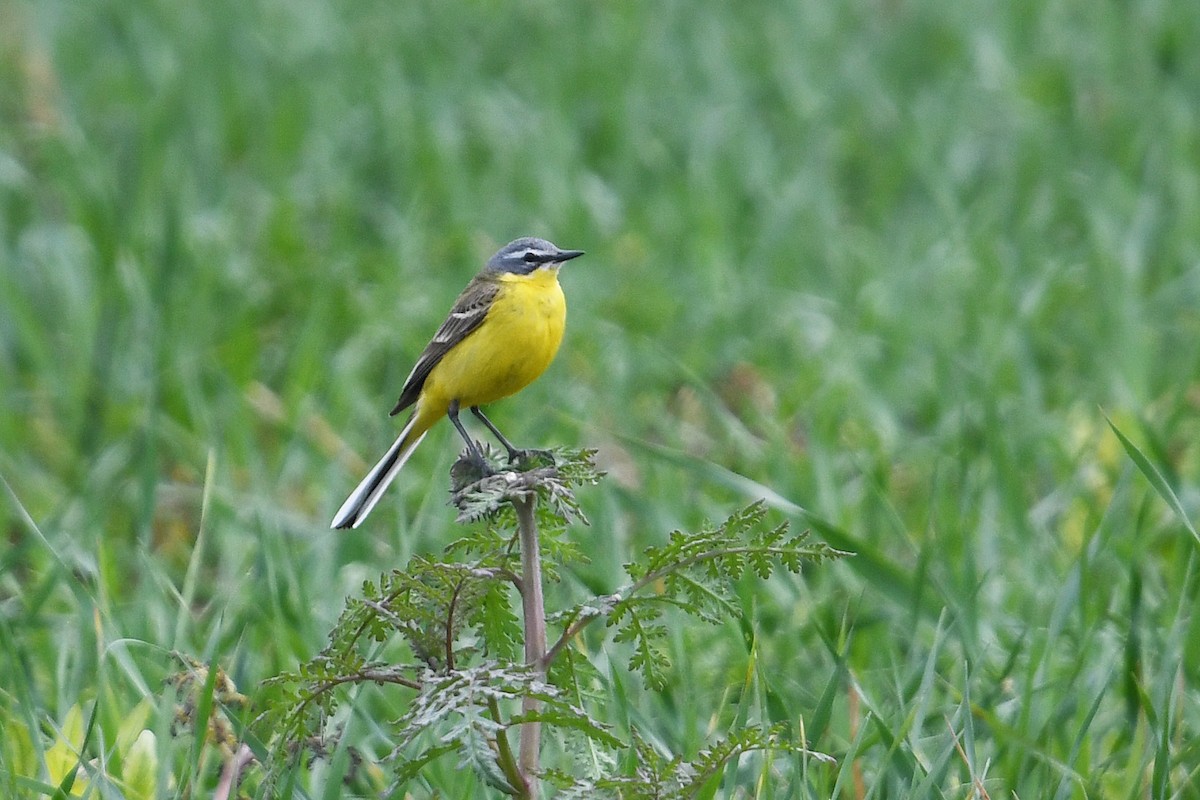 Western Yellow Wagtail (flava) - Andreas Deissner
