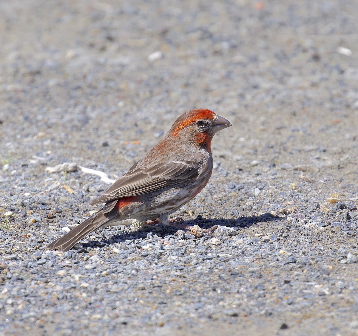 House Finch - Alison Hiers