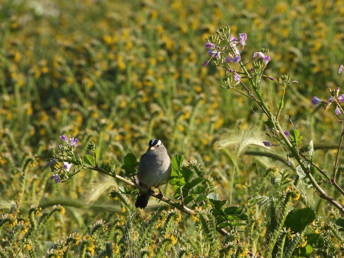 White-crowned Sparrow - ML617270485