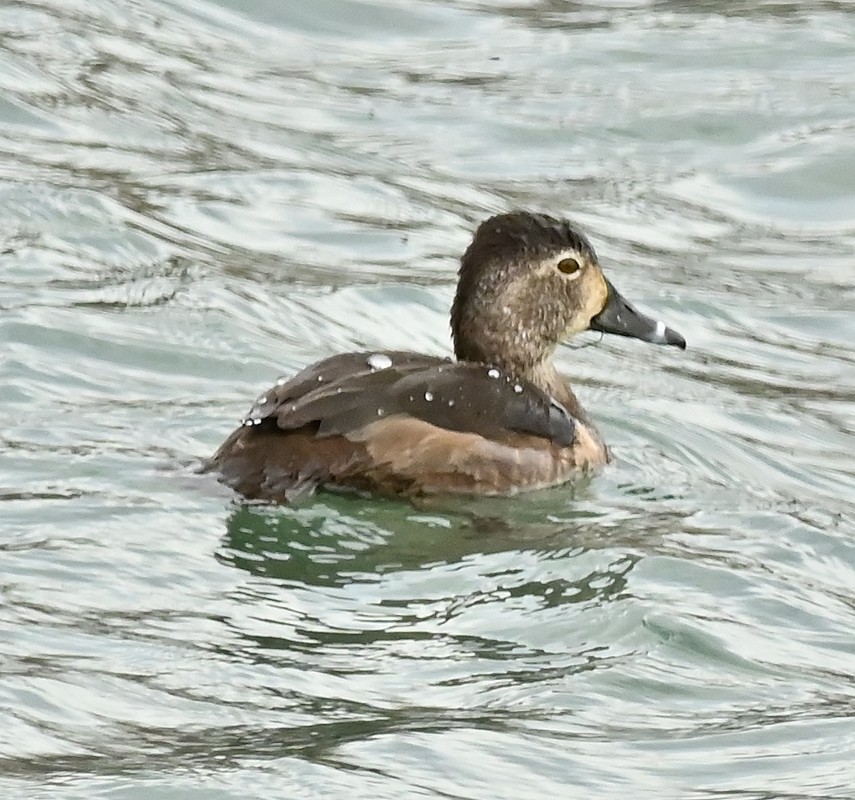 Ring-necked Duck - ML617270487