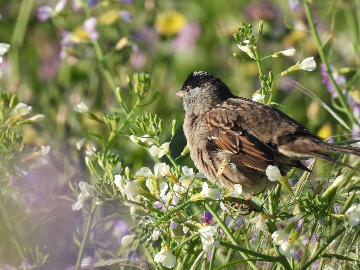 Golden-crowned Sparrow - Ethan Matsuyama