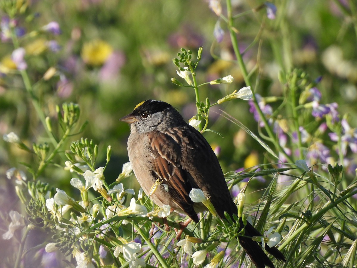 Golden-crowned Sparrow - Ethan Matsuyama