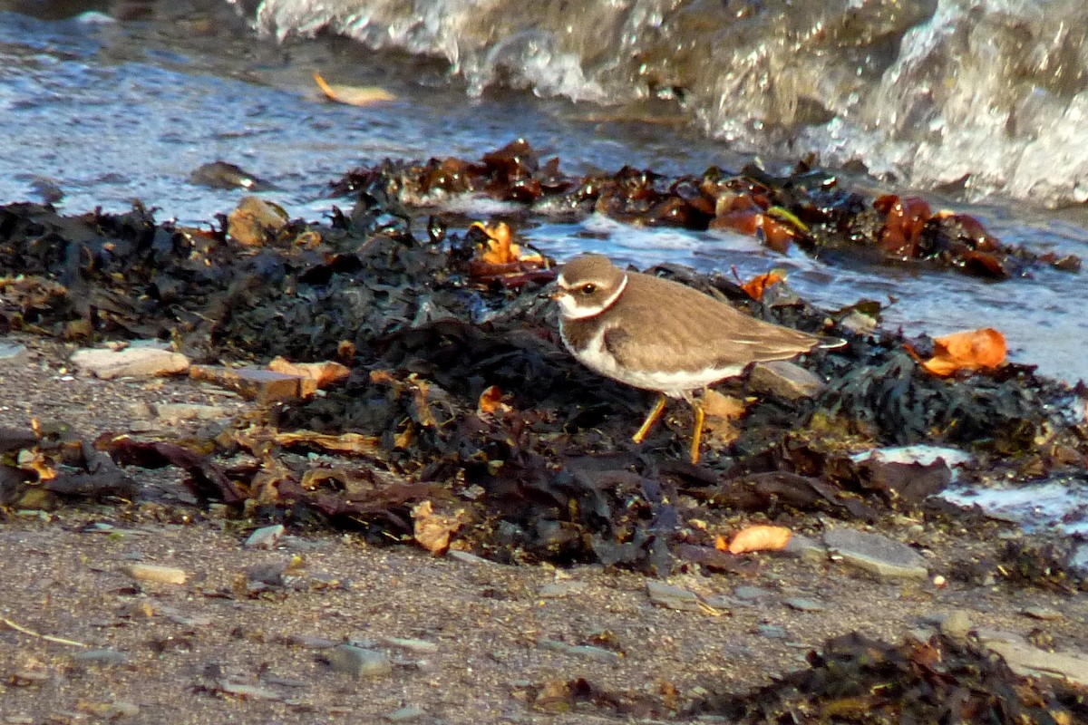 Semipalmated Plover - ML617270587
