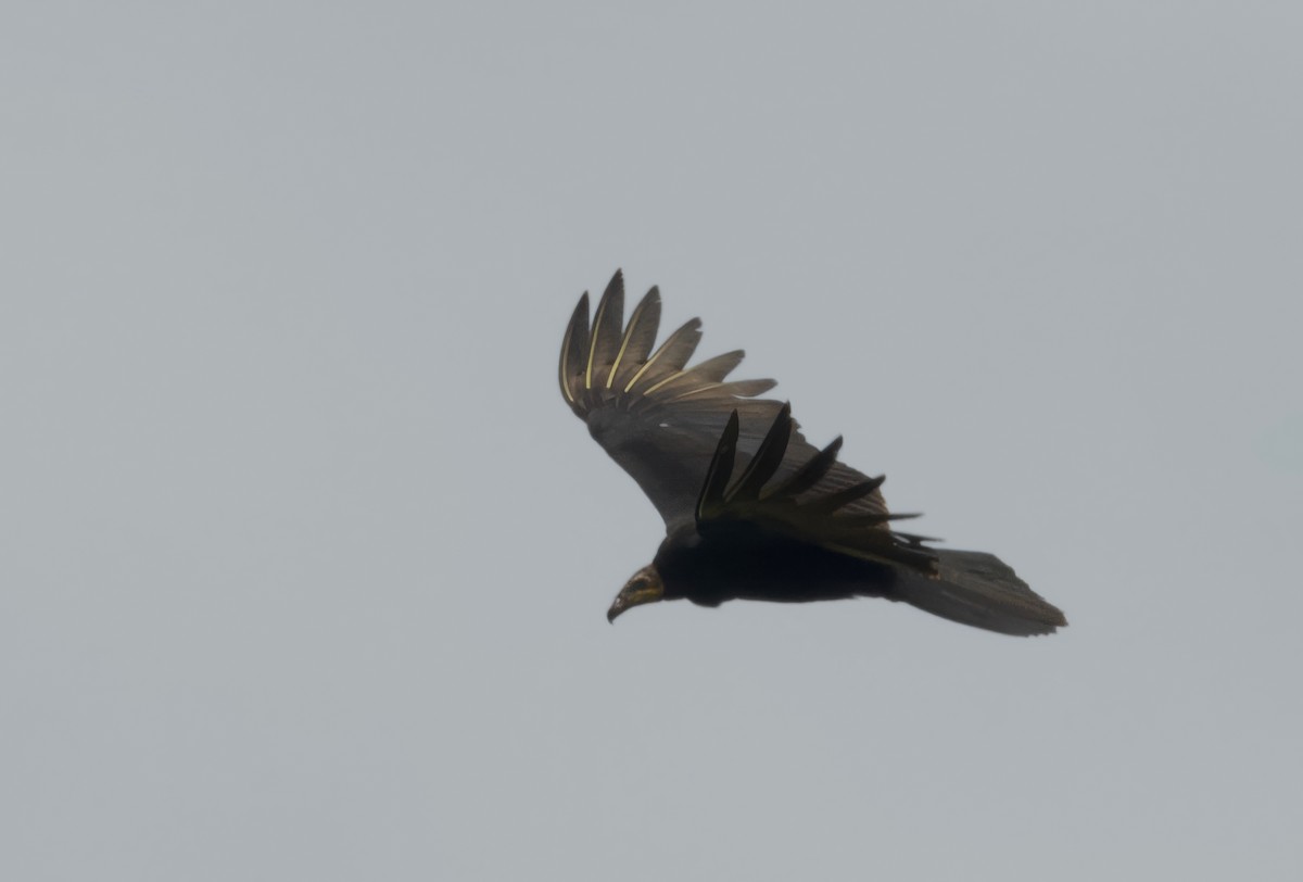 Greater Yellow-headed Vulture - ML617270592