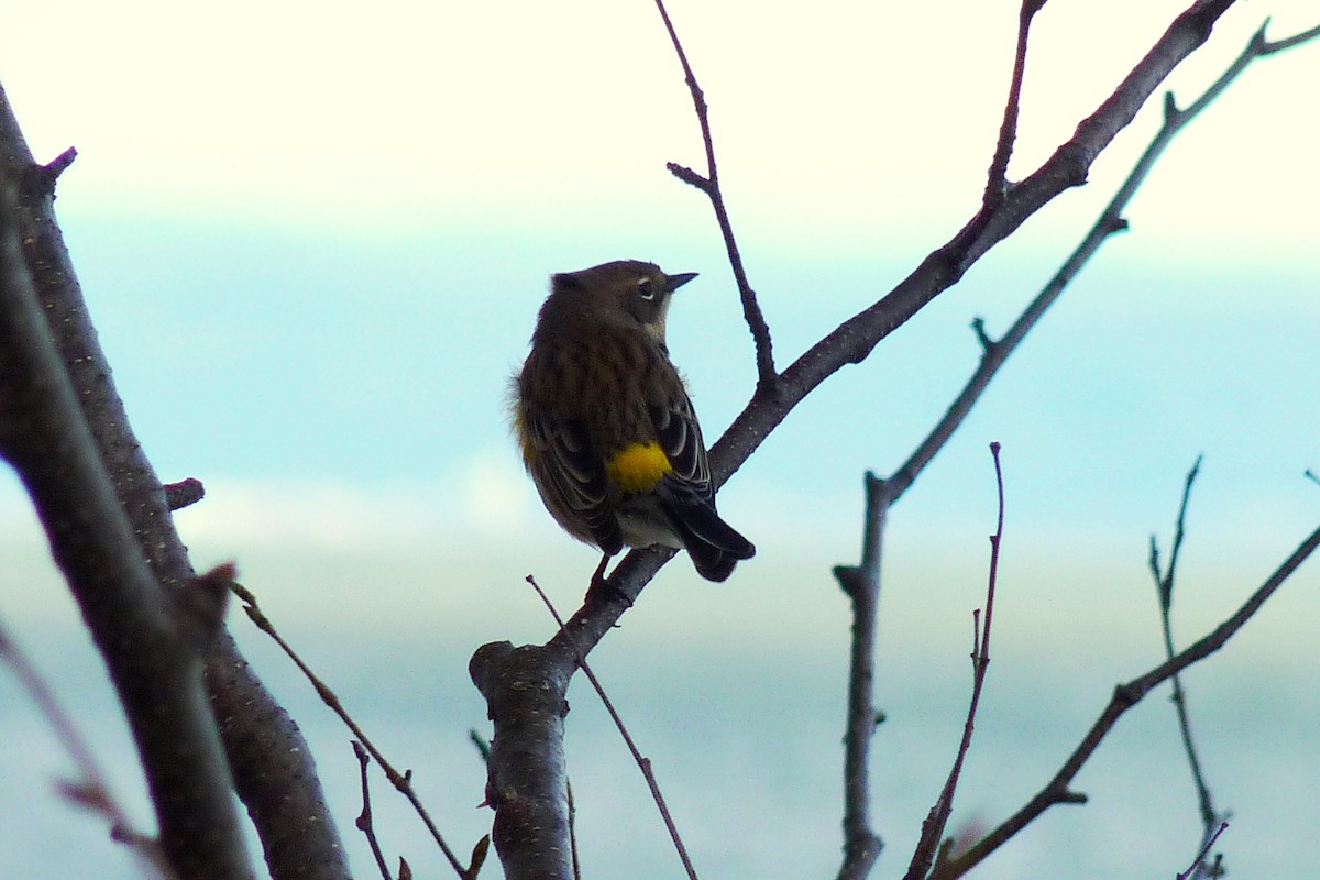 Yellow-rumped Warbler - Maurice Raymond