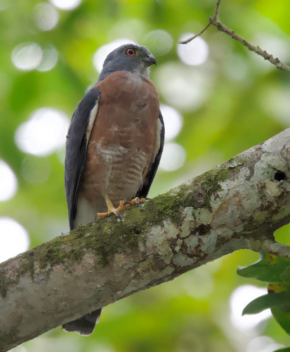 Double-toothed Kite - ML617270614