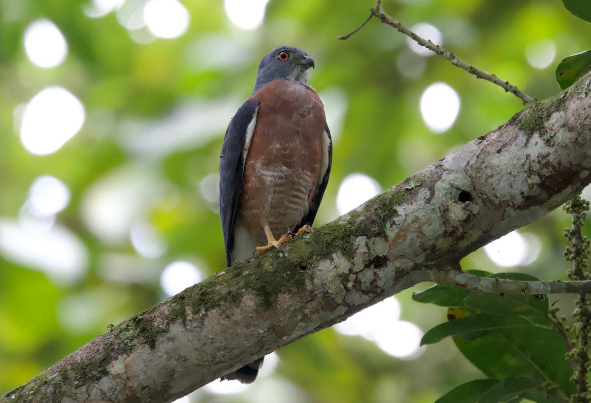 Double-toothed Kite - ML617270616