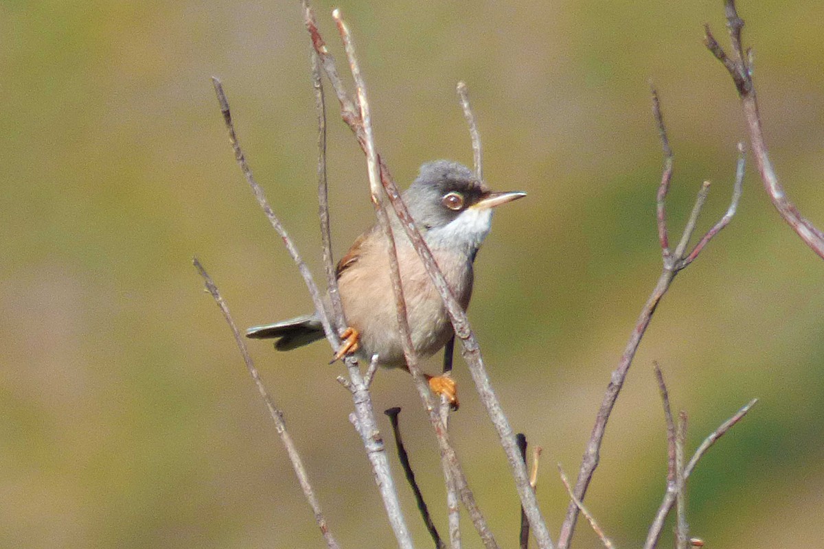 Spectacled Warbler - ML617270618