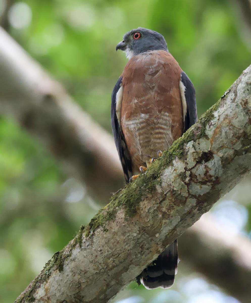 Double-toothed Kite - ML617270627
