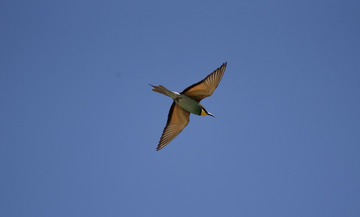 European Bee-eater - ML617270670
