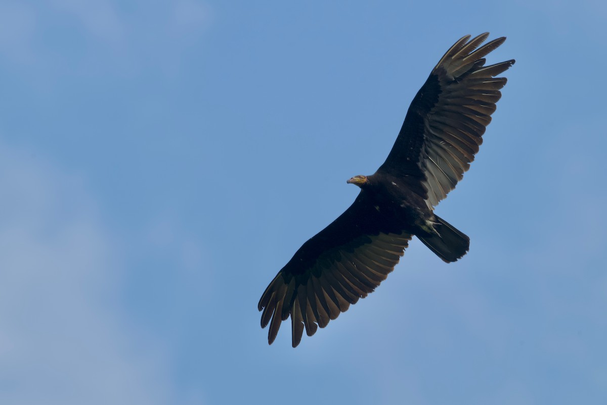 Greater Yellow-headed Vulture - ML617270686