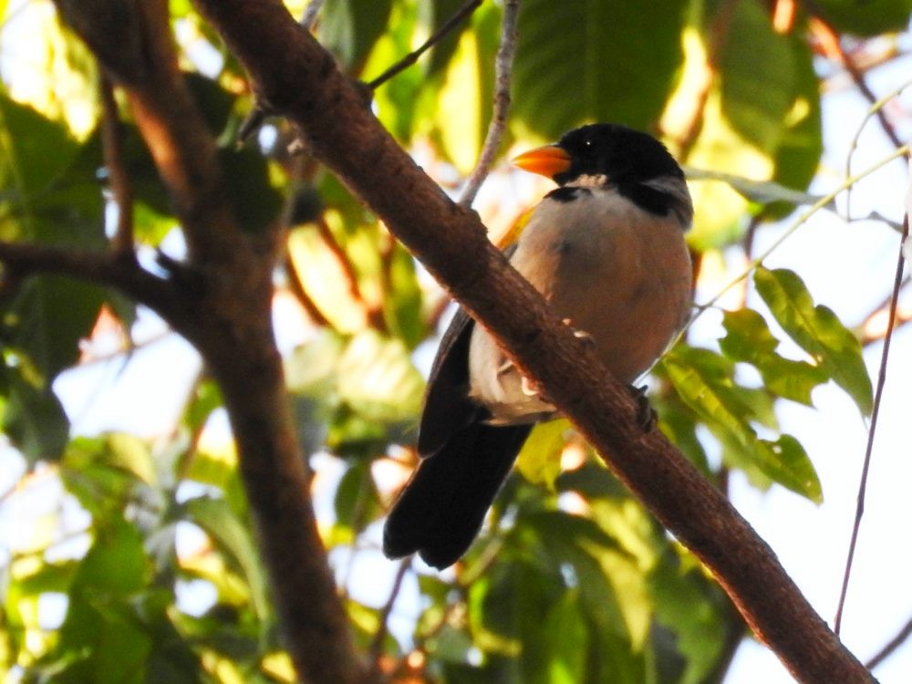 Golden-winged Sparrow - Fernando Nunes