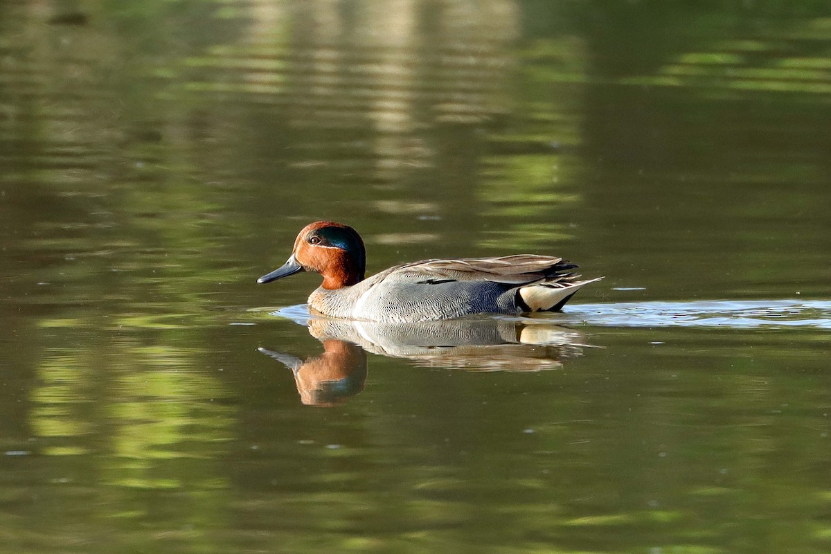 Green-winged Teal - ML617270955