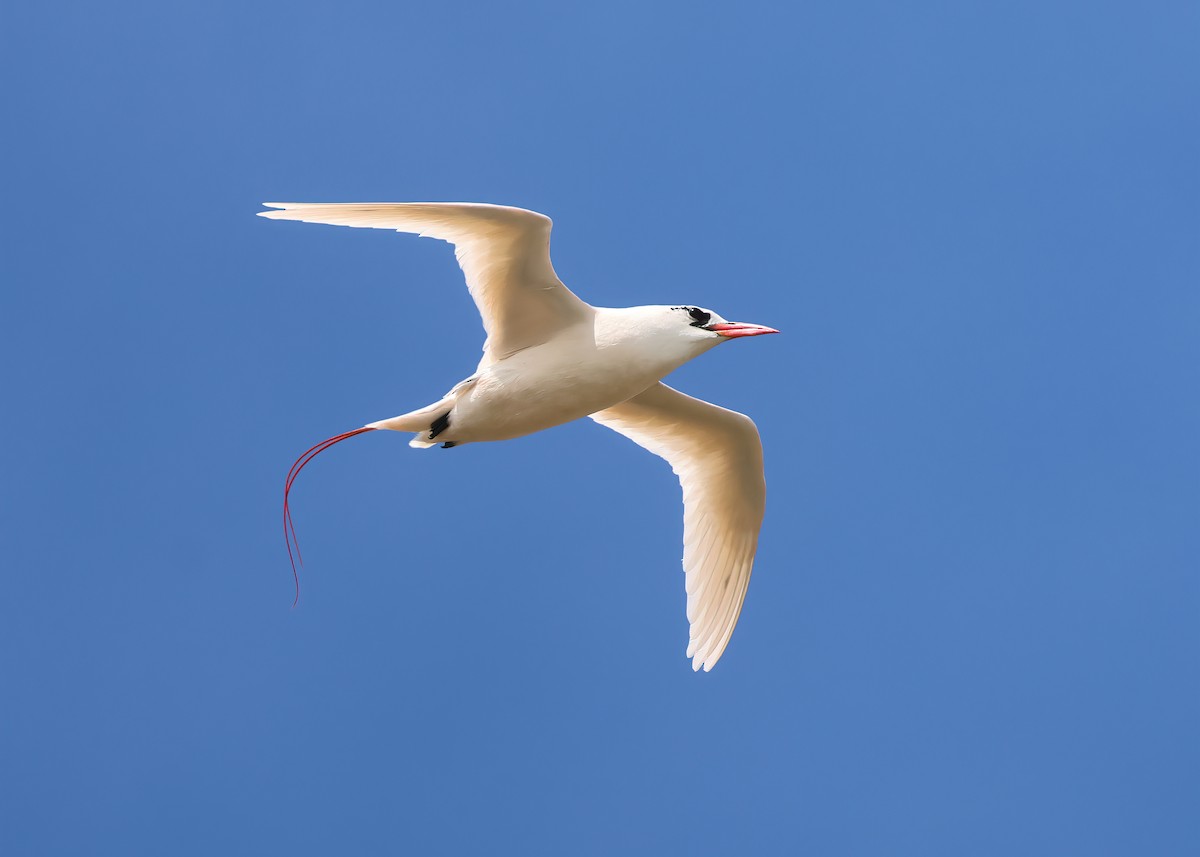 Red-tailed Tropicbird - ML617271078