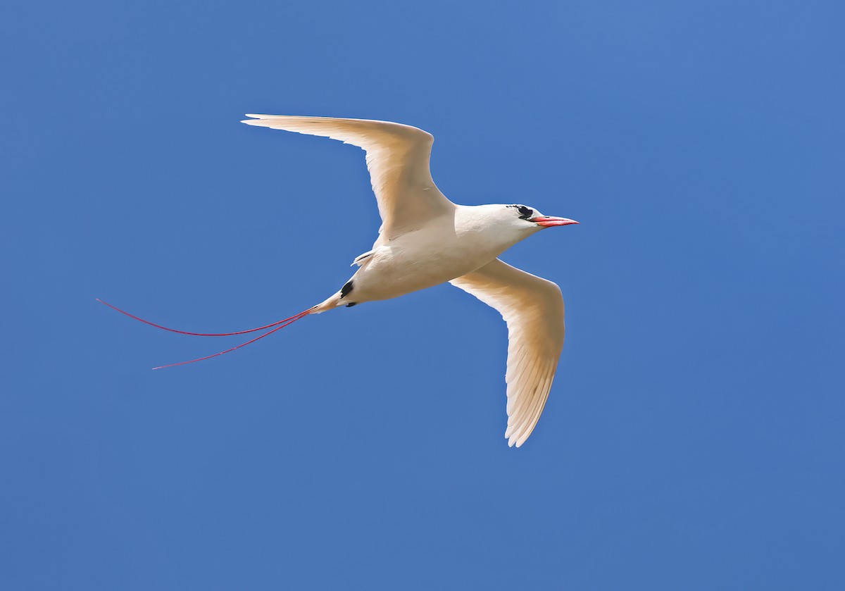 Red-tailed Tropicbird - ML617271079