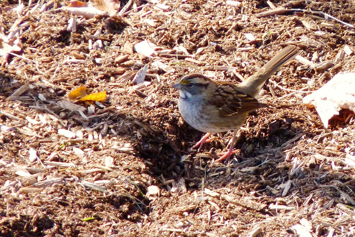 White-throated Sparrow - ML617271097