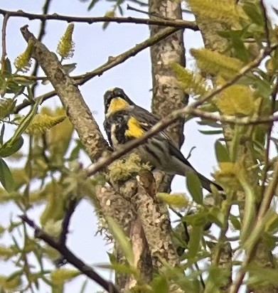 Yellow-rumped Warbler (Myrtle x Audubon's) - ML617271137