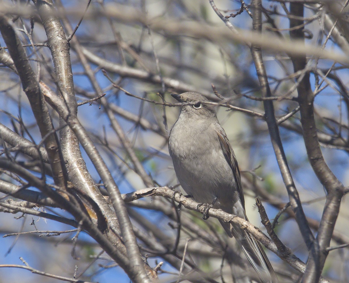 Townsend's Solitaire - ML617271198
