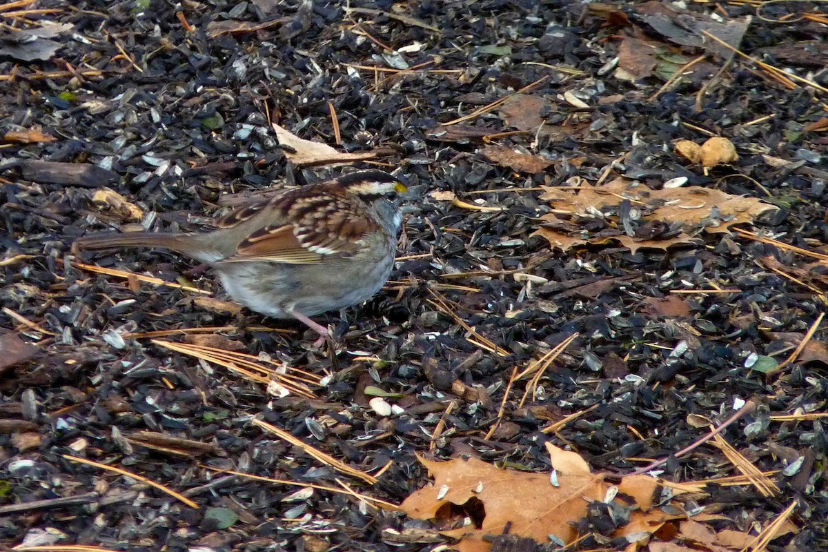White-throated Sparrow - ML617271253