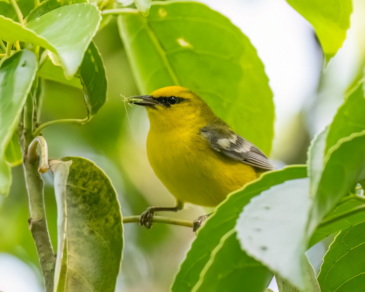 Blue-winged Warbler - Kelly and John Casey