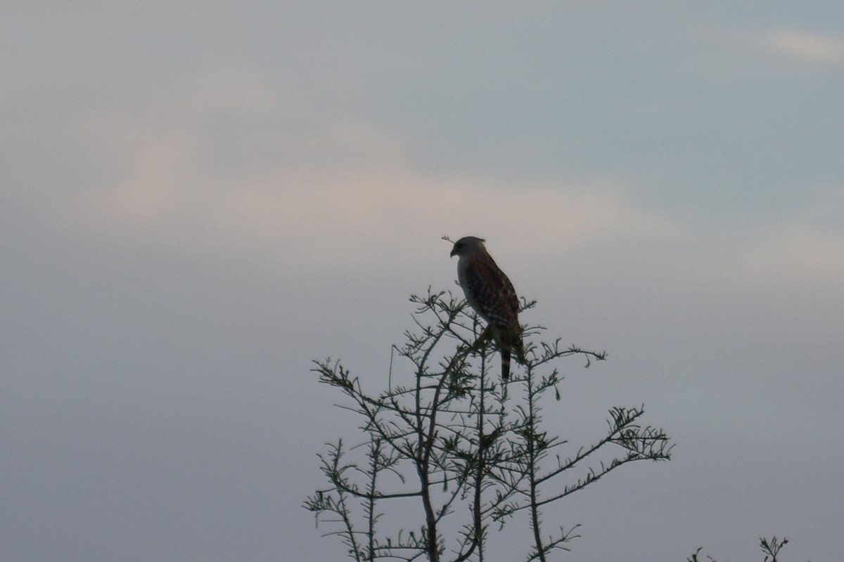 Red-shouldered Hawk (extimus) - ML617271687