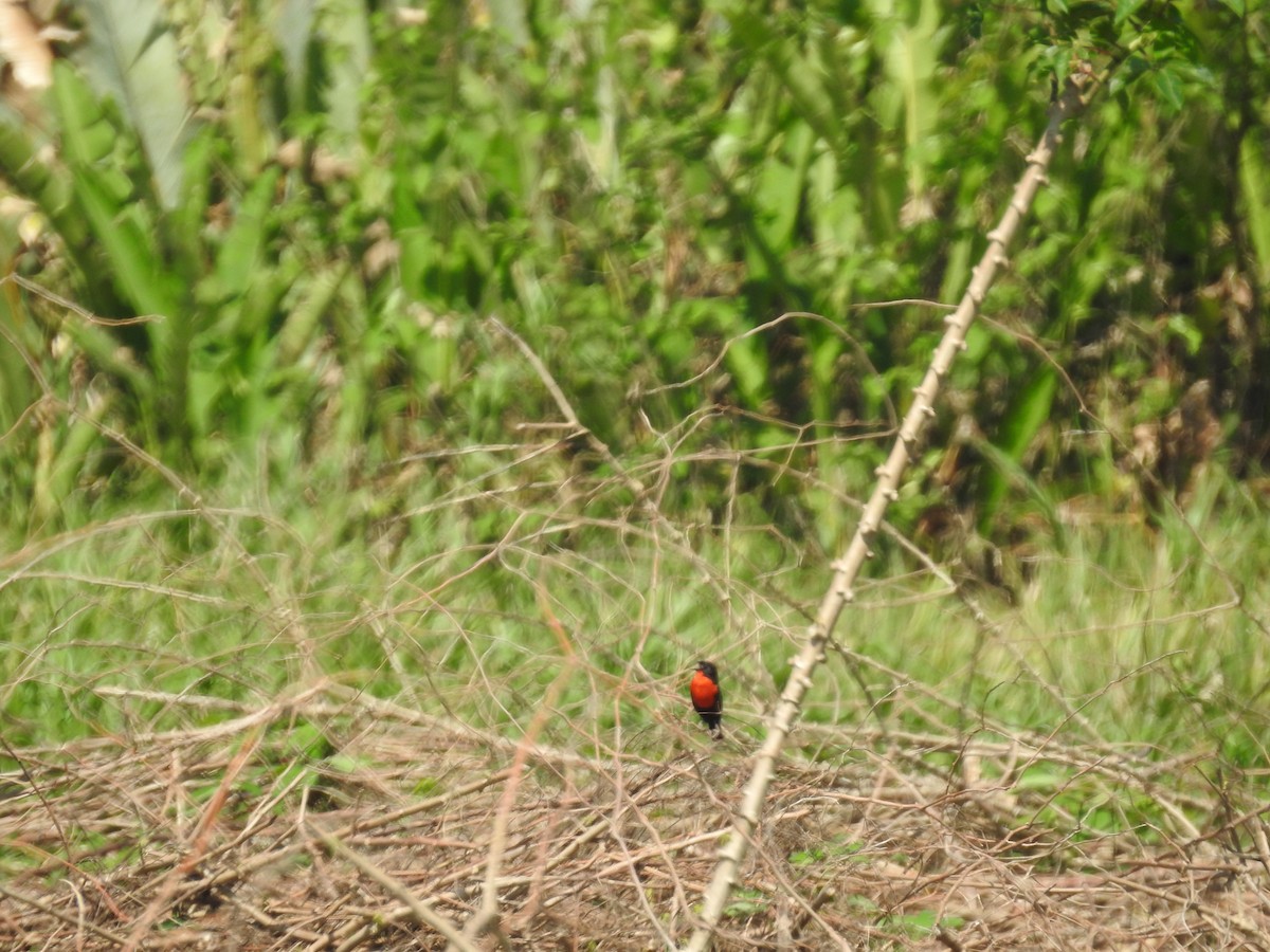 Red-breasted Meadowlark - ML617271692