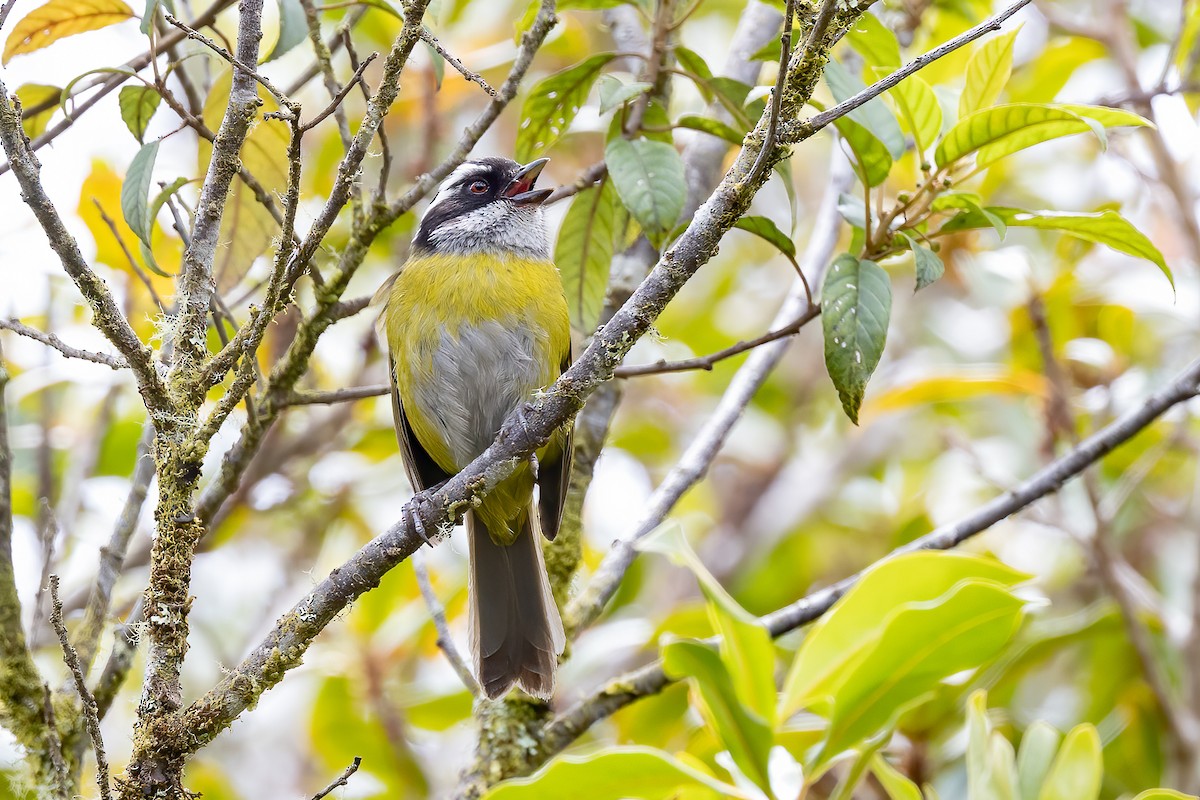 Sooty-capped Chlorospingus - Chris S. Wood