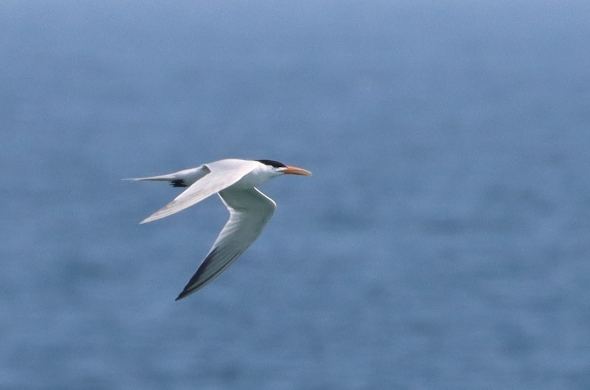West African Crested Tern - ML617271707