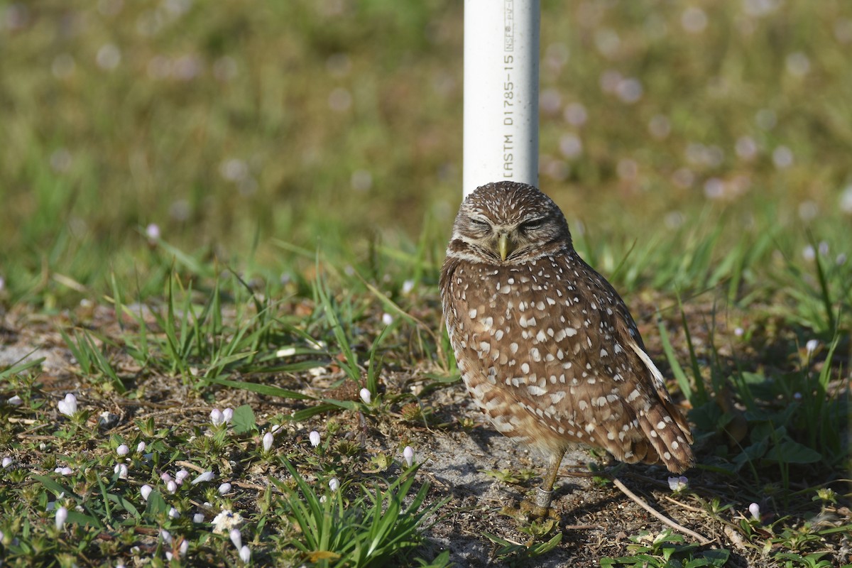 Burrowing Owl (Florida) - ML617271716
