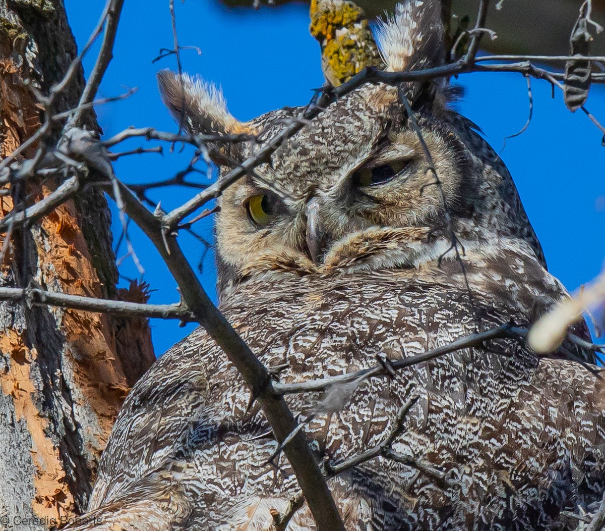 Great Horned Owl - ML617271737