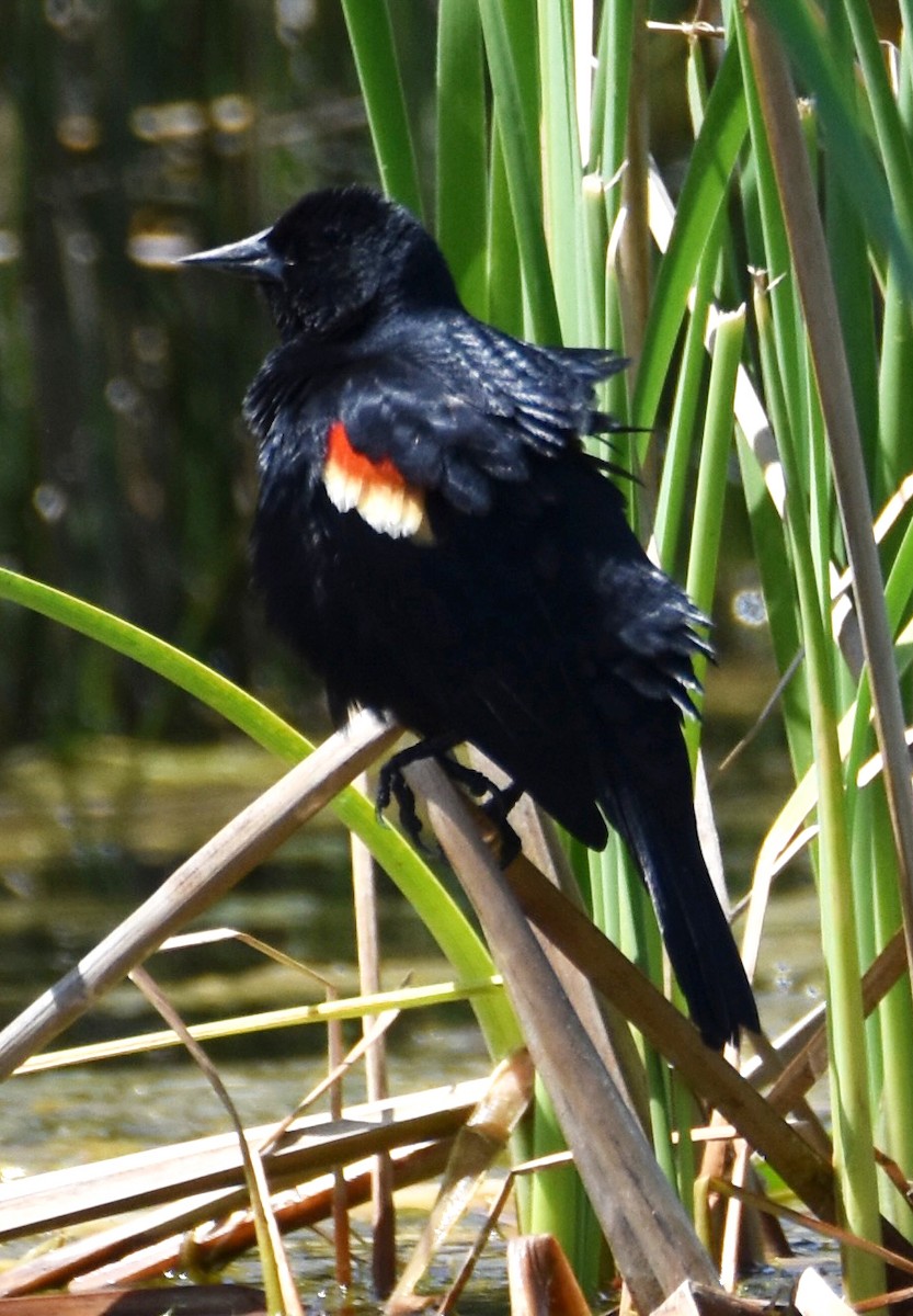 Red-winged Blackbird - ML617271848