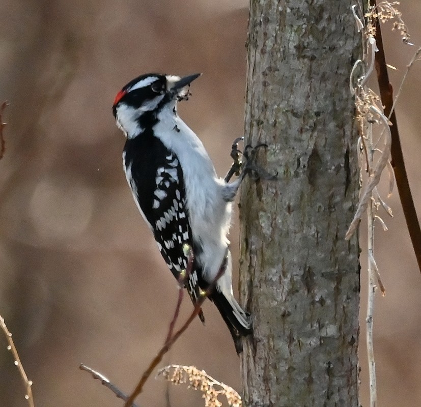 Downy Woodpecker - ML617271913