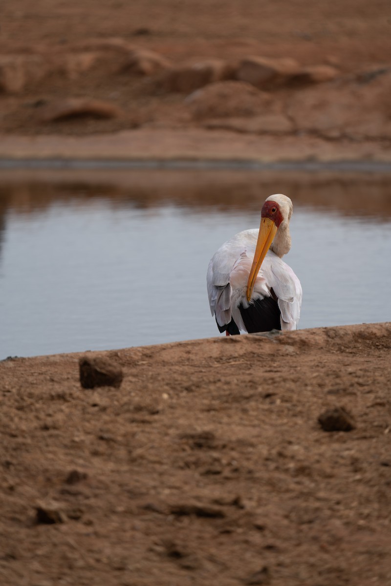 Yellow-billed Stork - Alexander Zackrisson