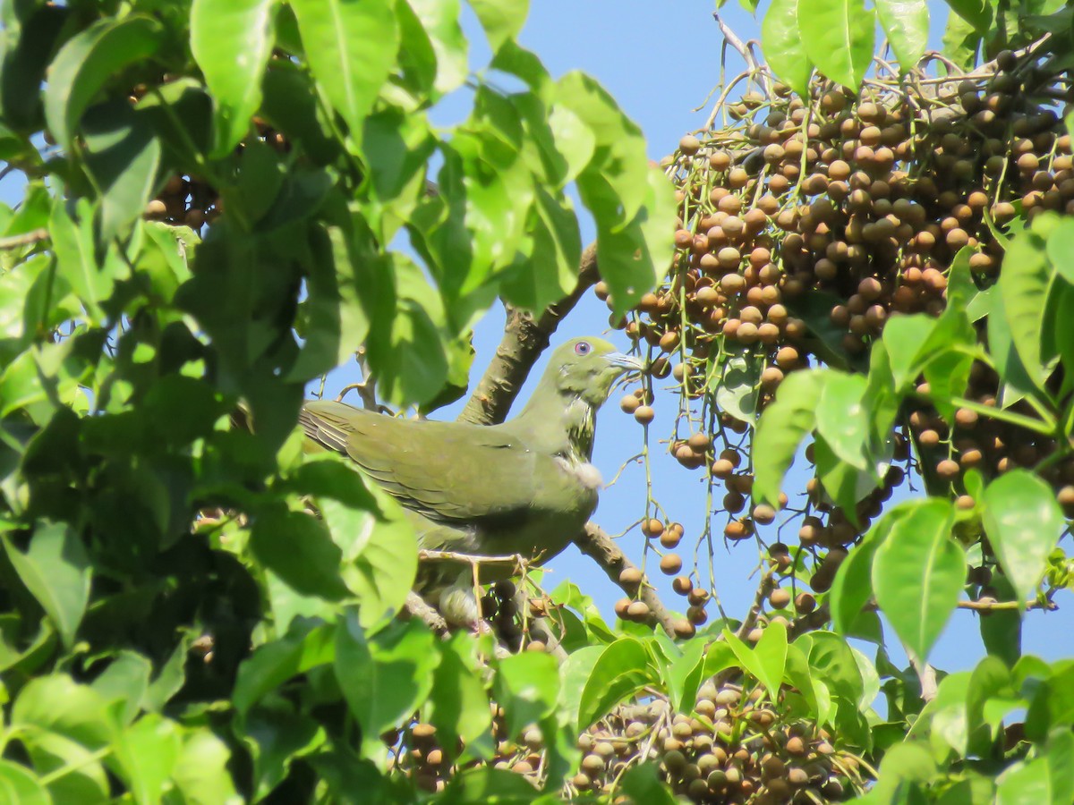 Whistling Green-Pigeon (Ryukyu) - ML617271965