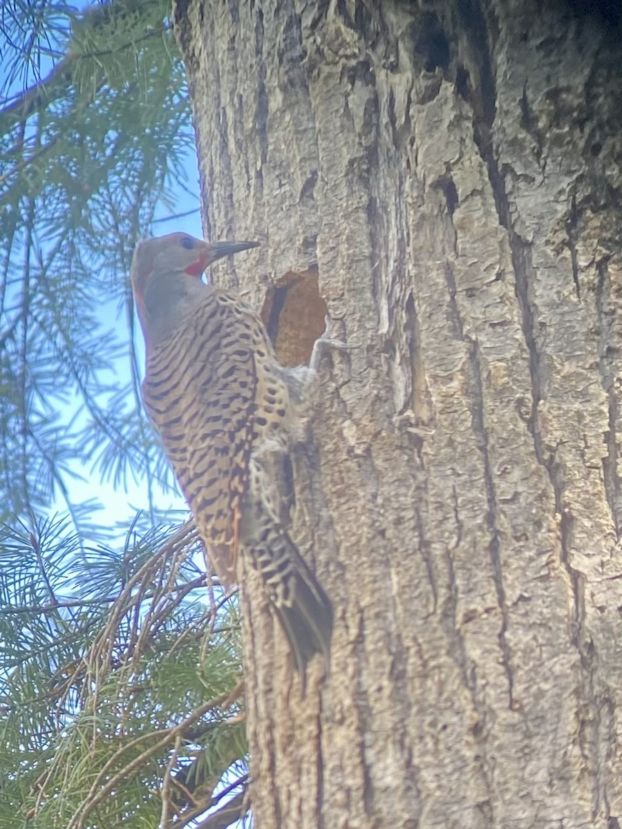 Northern Flicker (Red-shafted) - ML617271973