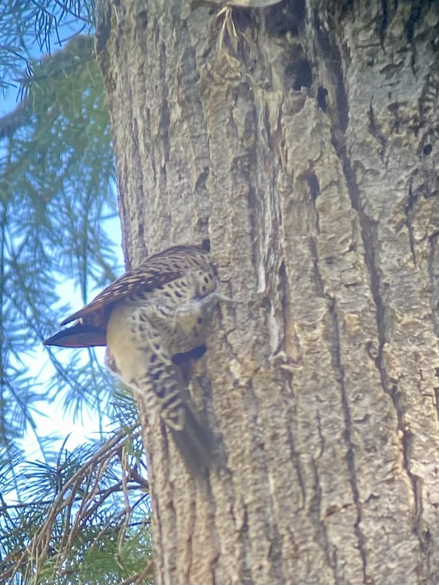 Northern Flicker (Red-shafted) - ML617271974