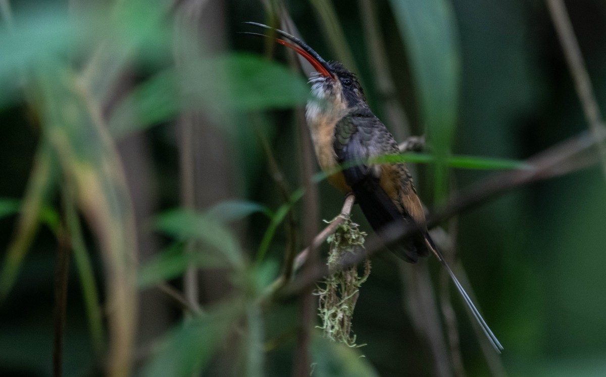 kolibřík dlouhoocasý - ML617272029
