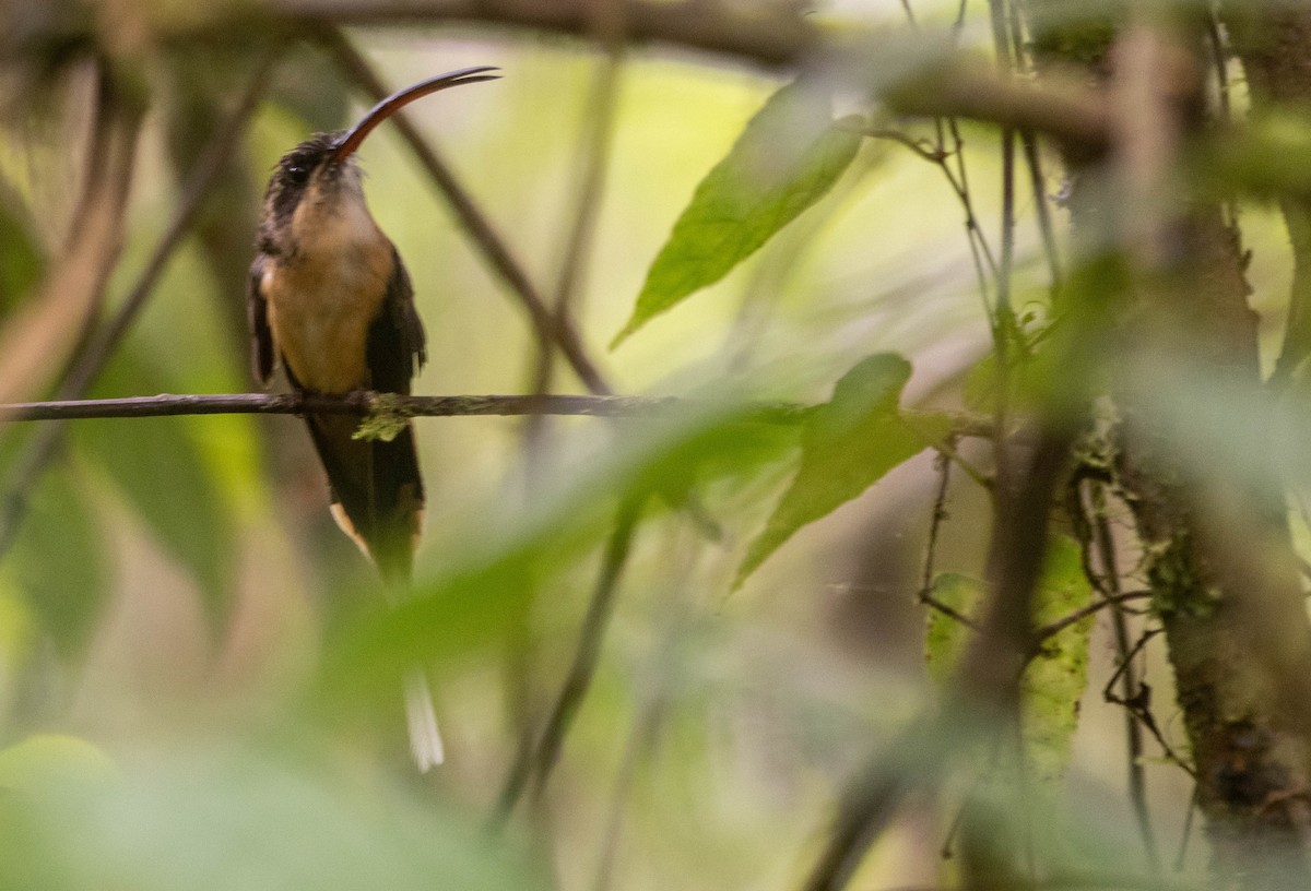 Ржавчатый колибри-отшельник - ML617272030
