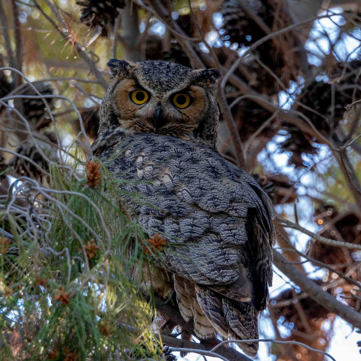 Great Horned Owl - ML617272031